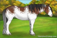Horse Color:White Spotted Bay Splash 