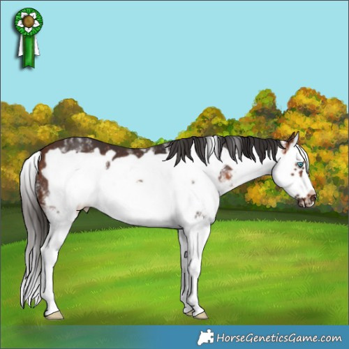 Horse Color:White Spotted Brown Splash Frame 