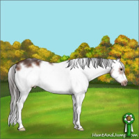 Horse Color:White Spotted Brown Splash Frame 