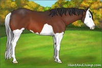 Horse Color:Bay Splash 