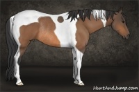 Horse Color:Buckskin Tobiano Rabicano