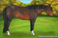 Horse Color:Brown 