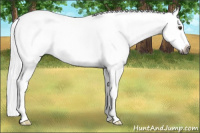 Horse Color:Gray Buckskin Roan Dun Splash 