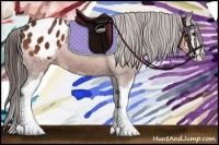 Horse Color:Bay Sabino Appaloosa 