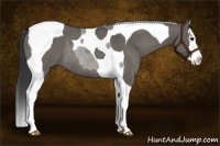 Horse Color:Grullo Splash Tobiano Rabicano
