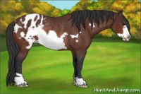 Horse Color:Bay Frame Appaloosa Rabicano 