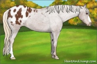 Horse Color:Chestnut Appaloosa 