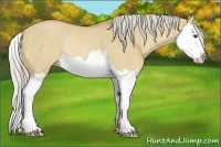 Horse Color:Palomino Dun Sabino Splash Rabicano