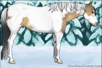Horse Color:Buckskin Dun Tobiano Frame 