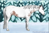 Horse Color:White Spotted Bay Splash Tobiano Rabicano 