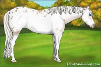 Horse Color:Palomino Sabino Splash Frame Appaloosa