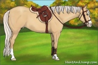 Horse Color:Silver Amber Champagne Splash
