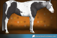 Horse Color:Smoky Black Splash Tobiano
