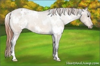 Horse Color:White Spotted Buckskin Dun Appaloosa