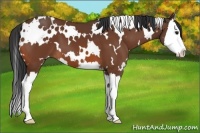 Horse Color:White Spotted Bay Splash
