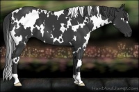 Horse Color:White Spotted Black