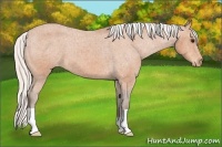 Horse Color:Silver Bay Frame Appaloosa