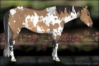 Horse Color:White Spotted Bay Dun