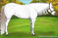 Horse Color:Chestnut Tobiano Appaloosa Rabicano 
