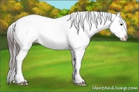 Horse Color:Brown Appaloosa 