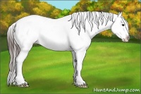 Horse Color:Bay Ice Appaloosa
