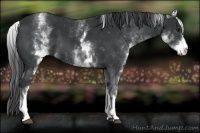 Horse Color:White Spotted Black