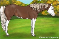 Horse Color:Chestnut Splash 