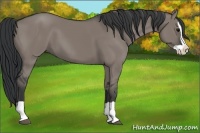 Horse Color:Grullo Splash 