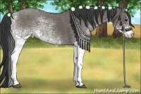 Horse Color:White Spotted Smoky Grullo Rabicano 