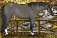 Horse Color:Grullo Sabino Rabicano