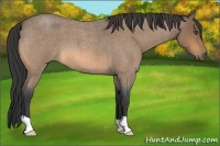 Horse Color:Buckskin Roan 