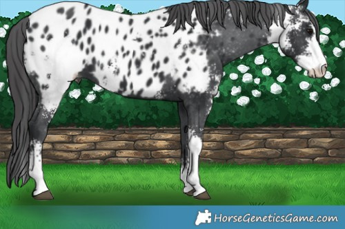 Horse Color:Black Sabino Near Leopard 