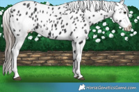 Horse Color:Black Sabino Appaloosa