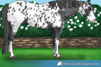 Horse Color:Black Sabino Near Leopard