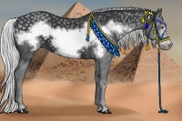 Horse Color:Silver Black Chinchilla Frame 