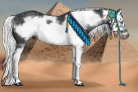 Horse Color:Silver Black Chinchilla Splash Frame