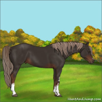 Horse Color:White Spotted Liver Chestnut 