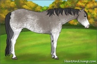 Horse Color:White Spotted Grullo 