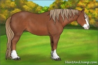 Horse Color:Chestnut Splash 