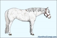 Horse Color:Silver Black Sabino Splash