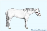 Horse Color:Black Sabino Splash Appaloosa 