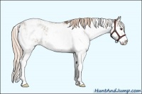 Horse Color:Chocolate Palomino Sabino