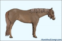 Horse Color:Chocolate Palomino 