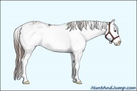 Horse Color:Liver Chestnut Sabino Splash