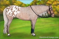 Horse Color:Silver Bay Roan Appaloosa 