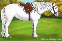 Horse Color:Silver Bay Dun Sabino Appaloosa