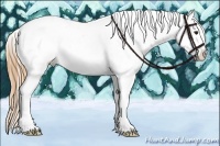 Horse Color:Buckskin Varnish