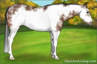 Horse Color:White Spotted Bay Splash Frame Rabicano