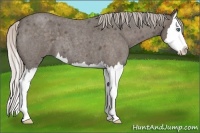 Horse Color:Silver Blue Roan Splash