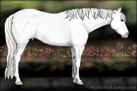 Horse Color:White Spotted Silver Black Appaloosa 